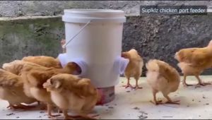 Speciality Chicken Feeder Kit 4 Ports High Quality Material Sturdy And Durable DIY Food Feeding Poultry Pro Feeders Kit for Pheasant Rainproof Design Easy Installation Creative for Buckets Boxess (4 Ports 1 Hole Opener)