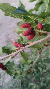 5 กิ่ง/ชุด (ตัดสด ยาว 20 ซม.) กิ่งหม่อนไทย กิ่งมัลเบอร์รี่ มัลเบอร์รี่ กิ่งมัลเบอร์เบอรี่ หม่อน กิ่งหม่อน