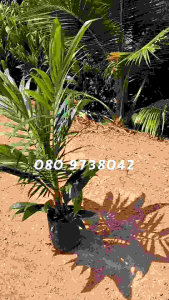 กล้าปาล์ม-ยังกัมบิ รุ่น8เดือน โทร 098 0130425