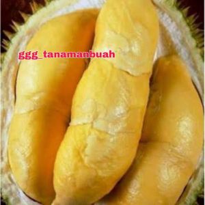 Bibit Durian Kaki Satu Bawor: Cara Menanam & Tips