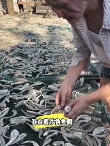 Khô Cá Chai 1kg chiên hoặc nướng hoặc rim kho keo thích hợp ăn chơi làm cho bữa cơm ngon-ĐẶC SẢN MINH TRIẾT