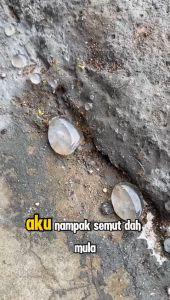 [FREE 15ML] Dr Settle Roach & Ant Umpan (30ML) Semut & Lipas Cockroach & Ant bait. RoachBuster. Menghapuskan Lipas