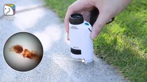 Kính Hiển Vi Điện Tử Cầm Tay Cho Trẻ Có Đế Kèm Theo Zoom Quang Học 60-180x DD347