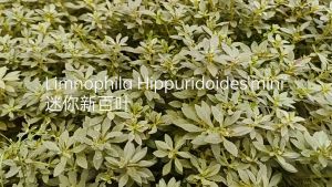 Limnophila Hippuridoides‘Mini’ 迷你新百叶草-emerged水上叶/6 stems/Aquatic Plants/Tumbuhan Akuatik