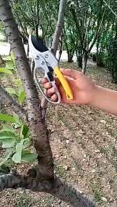 Imura | Pruning Shears Gunting Dahan Bunga Ranting Stek Alat Potong Dahan Garden Scissors Gunting Taman