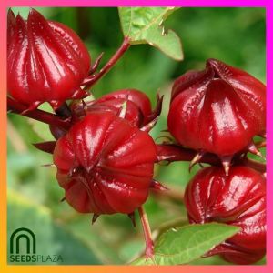 SeedsPLAZA™ - Roselle Hibiscus Seeds for Planting Herbal Flower Plants (10 Seed) Organic Herbs Red Bonsai Plant for Pots