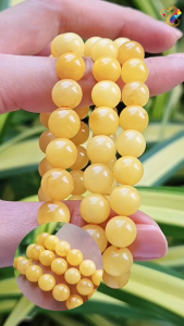 Premium Grade Yellow Amber Bracelet