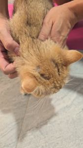 Petsdicare Wound&Cleansing Spray 60ml.x5