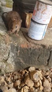 Racun Tikus Petrokum 100gr: Membasmi Tikus Mati Kering & Bebas Tikus