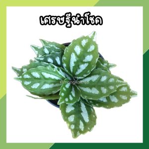 🔥 โปร 2.2 🔥 [แพ๊ก 10 ต้น] เศรษฐีนำโชค กระถาง 3 นิ้ว (พร้อมส่ง!!) ต้นไม้มงคล ไม้ประดับ ปลูกประดับบ้าน คอนโด