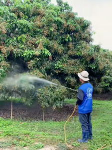 จะเด็ด 3เอจัมโบ้ ขนาด 4 ลิตร ไคโตซาน อะมิโน นํ้าตาลทางด่วน สาหร่ายทะเล อาหารพืชปุ๋ยฮอร์โมนพืช ฉีดพ่นทางใบ