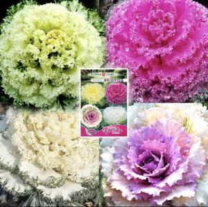 เมล็ดคะน้าปูเล่ประดับ คละสี 30เมล็ด เมล็ดนำเข้า พันธุ์แท้ 100% สายพันธุ์ OP