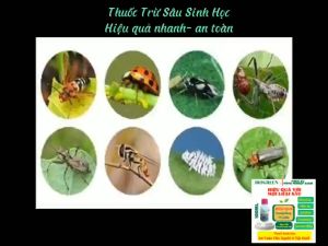 Chế phẩm sinh học BIOGREEN 555 diệt rầy rệp nhện đỏ bọ trĩ kiến gây hại rau màu hoa hồng lan cây cảnh cây ăn trái chai 100ml