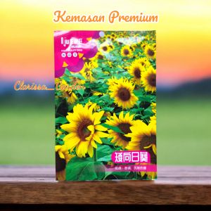(KEMASAN PREMIUM) BIJI | BENIH BUNGA DWAFT SUNFLOWER ( isi -+20 butir)