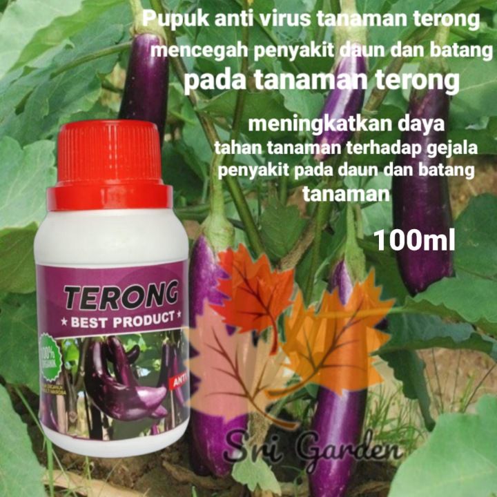 Pupuk cair tanaman terong pupuk semprot anti virus tanaman terong pupuk cair untuk daun dan batang tanaman terong pupuk cair anti patek dan daun keriting pada tanaman terong