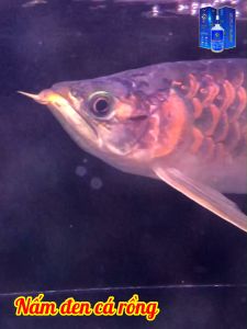 Aqua Max V [Aqua Max 5] Thu.ốc Tr.ị Bệ.nh Cá Cảnh Nấm Trắng Nấm Đen Nấm Màng Xù Vảy Xuất Huyết Vảy Hồ cá| Cá Rồng Hoàng Lam