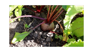 ( 10 Gram ) Benih Biji Beet | Beetroot | Ubi Bit