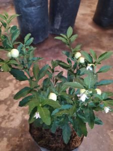 Bibit Tomat Crismil Siap Tanam + BONUS