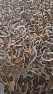 Thịt Sứa biển - Sứa Đỏ  túi 5500gr luôn nước 1kg (giao tphcm)