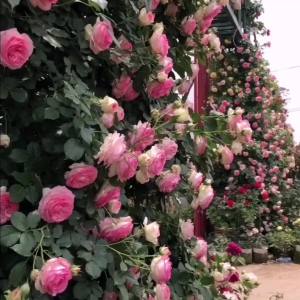 蔷薇花种子大花蔷薇爬藤月季花种子四季庭院爬藤攀援植物花卉种子