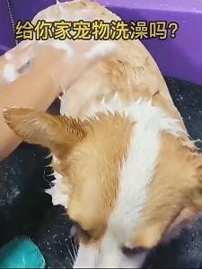 Sikat Mandi Kucing Anjing Sisir Pijat Silikon Pet Brush