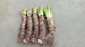 combo 5 cây ráy voi cao 60cm trồng cảnh