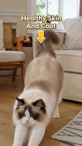 Royal Canin Ragdoll Adult 2kg Dry Cat Food - Feline Breed Nutrition | Tailor-Made Kibble for Silkier Coat Healthy Skin Heart Function Bone & Joint Support for Cats Over 12 Months [New Stock]