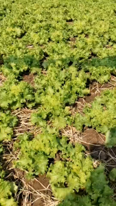 เมล็ดพันธุ์ ผักกาดหอมเอคโค่ (ถุงใหญ่)