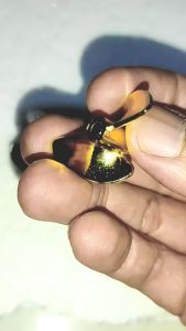 Propeller Baling Metal FT011 upgrade 35mm shaft 4mm