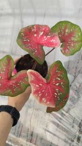 บอนสี บัวกัณหา Caladium