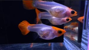 Koi Glass Belly Guppy (pair)