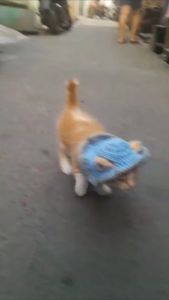 Topi Kucing Rajut Pakaian Aksesoris Hewan Peliharaan Hat Cat Kitten Adult Polos List Abu - Gubuk Rajut
