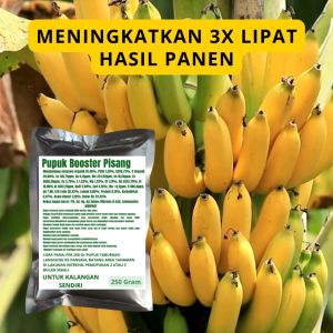 Pupuk Booster Pisang / Obat Booster Buah Pisang / Pupuk Booster Buah Pisang / Pupuk Buah Pisang