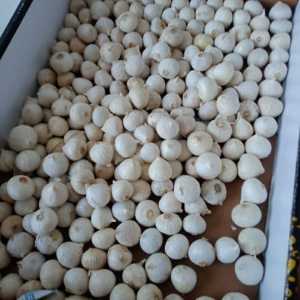 bawang tunggal 1kg free kardus packing baru