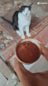 (แพค x12) ทูน่าแดงเกรวี กระป๋องทอง คละท๊อป 85 กรัม อาหารแมว กระป๋องเปลือย เปียก ราคาถูก Oasis Cat Food