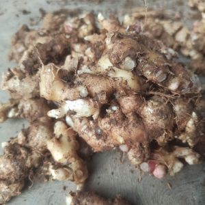 (1 Kg) Jahe emprit segar asli pegunungan