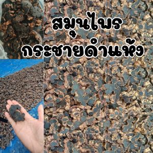 กระชายดำ ตากแห้ง กระชายดำแห้ง กระชายดำอบ