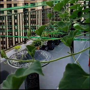 AFOODER ตาข่ายปลูกพืชผัก ค้างปลูกผัก อวนปลูกผัก ตาข่ายอวน ค้างแตง ไม้เลื้อย คุณภาพดี เน็ตตาข่ายสี่มุม ตาข่ายสำหรับพืชไม้เลื้อย ตาข่ายไนลอน เชือกไนลอน Trellis ตาข่ายไนลอนที่ทนทานสำหรับปลูกพืชไม้เลื้อย จัดส่งรวดเร็ว