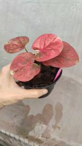 ฉัตรทินกร บอนสี บอนใบกลม Caladium