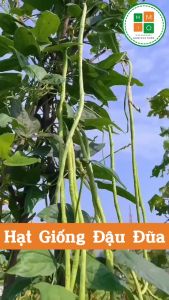 Hạt giống đậu đũa xanh leo dàn-20gram/gói-gieo trồng quanh năm