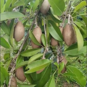 BIBIT SAWO MENTIMUN | Cepat Berbuah | BIBIT OKULASI / SAMBUNG PUCUK