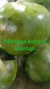 PROMO BELI 2 GRATIS 1 / BIBIT MANGGA KELAPA | Cepat Berbuah | Berbuah Di Dalam Pot | BIBIT OKULASI / SAMBUNG PUCUK
