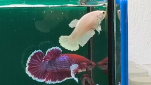 Dumbo 大耳· Betta Fish/Ikan Laga/打架鱼/斗鱼 (MaleFemale/JantanBetina/公鱼母鱼) Size M