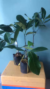 MÍT MẬT ĐÀI LOAN – Cây giống chuẩn dễ trồng ngọt mềm thơm ngon - MAI HUY SINCE 2008