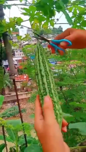 AMPALAYA Seeds-MAKILING-High Quality Vegetable for gardening