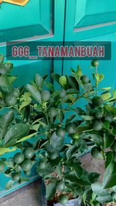 Bibit Jeruk Santang Madu Kondisi Berbuah Banyak Super