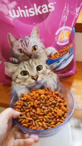 7kg Whiskas Daily Wellness Tasty Crunchy Cat Cats Dry Food All Stages Adult Kitten Pet Meal