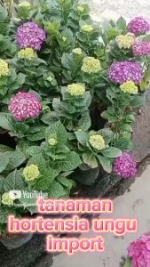 tanaman hias bunga hydrangea hortensia ungu panca warna