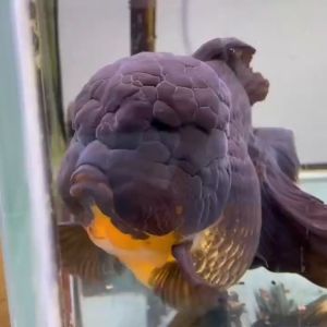 Pakan Premium Ikan Koki Shory Gold Fish untuk pembesaran cepat dan Pertajam Warna Merah Ikan Koki