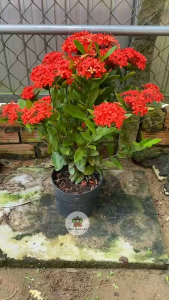 Cây Trang Đỏ Dubai - Chiều cao tổng tầm 40-50 cm - Chịu nắng siêng ra hoa!